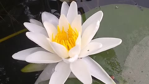 Water Lily