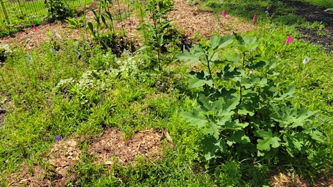 Late Spring on the Permaculture Alien Hillside