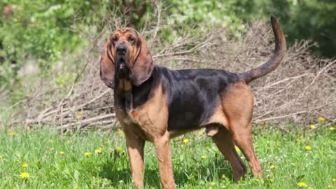 20 Most Illegal Dog Breeds in the World