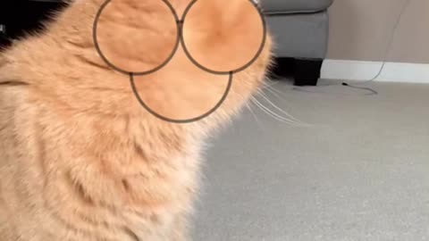 Perfect Timing Funny Cute Cat