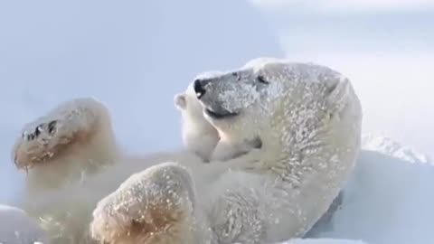Frosty Cuddles: Captivating Moments with Baby Polar Bears in 4K