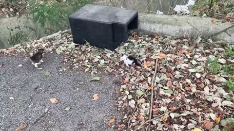 Siberian cat does back flips when instructed