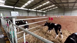 'Kowbucha' helps reduce cow burps in New Zealand