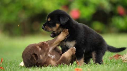 Cute Puppy Baby Dog Playing In The Green Park - A wonderful scene