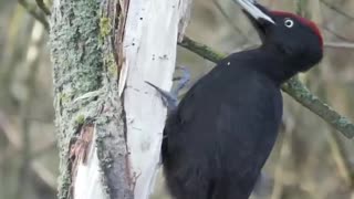 Watch Black Woodpecker Pecking on tree stump / Nature And Wildlife video Trail Camera Footage