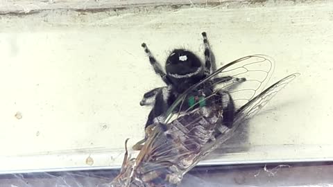 Jumping spider eats cicada & keeps a Cellar spider away