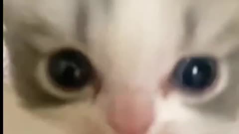 Cute cat