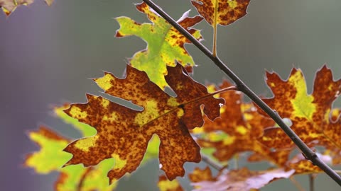 Crimson Canopy Chronicles: Exploring the Beauty of Red Maple Leaves