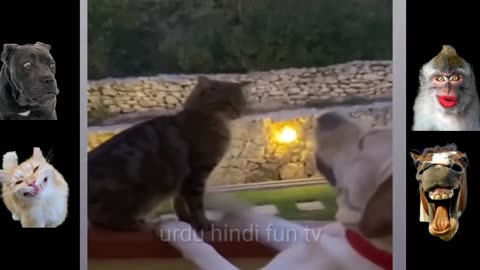 Top funny animal clips,most funny animal videos,funny dogs,funny cats,funny animals,
