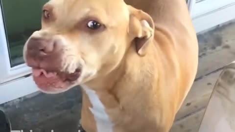 Pit Bull Dog With GOOFY Smile Loves His Dad Very Much | The Dodo