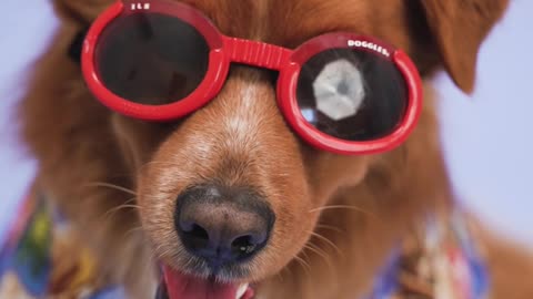 Happy dog wearing glasses is in happy mood