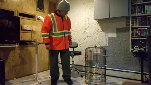 How to get a parrot mad and angry.