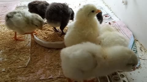 Chicks 3 days old