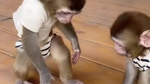 Funny Monkeys