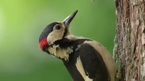 "Nature's Marvels: Witness the Fascinating Feeding Habits of Woodpeckers!"