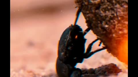 Close-up of a dung beetle pushing a dung ball