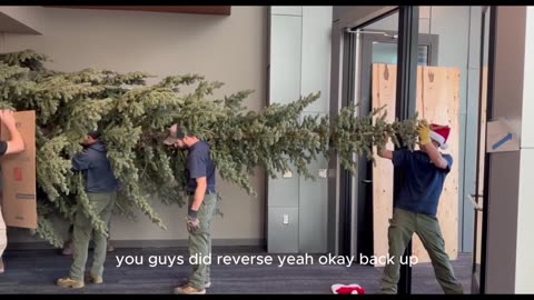 They tried to bring the largest Chrismas tree to the police station