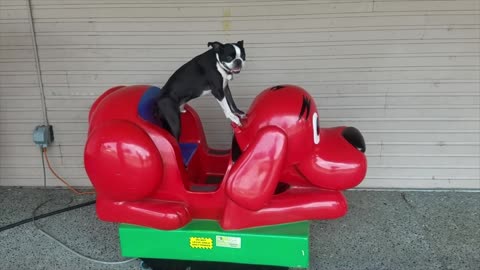 Boston Terrier Driver