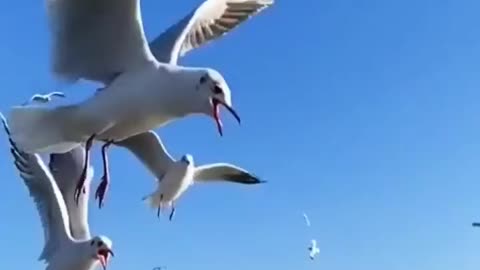 Just feeding the birds is chill