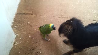 Parrot Plays with Dog