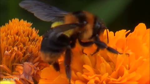 🐝🐝🐝 Giant Furry Bumblebees - CUTE Compilation
