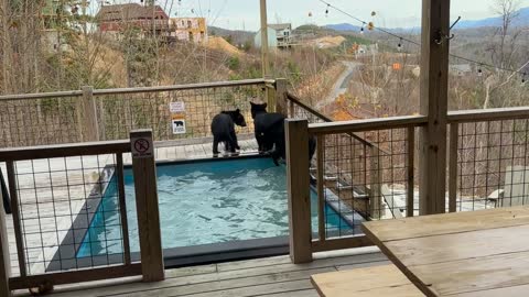 Black Bear Cubs Play in Airbnb Pool on Vacation