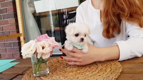 the world's smallest and largest eyes lovely puppy.