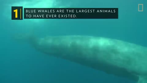 Blue Whales 101 - Nat Geo Wild_Cut