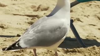 Seagulls | Nature’s Rebels