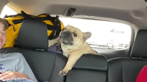 Frenchie Throws A Fit During Car Ride