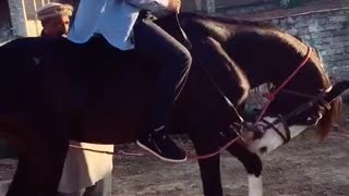 HORSE DANCE