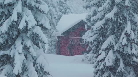 "Winter Storm in the Woods: Birds Chirping Relaxing Sleep Sounds"- 2 Hours 13 Min