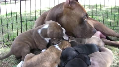 pit bull plays with her babies