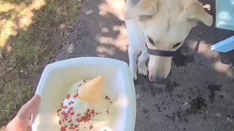 Labsky trying dog ice cream for the first time