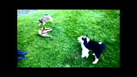 Funny Dog And Cute Puppies Playing Video