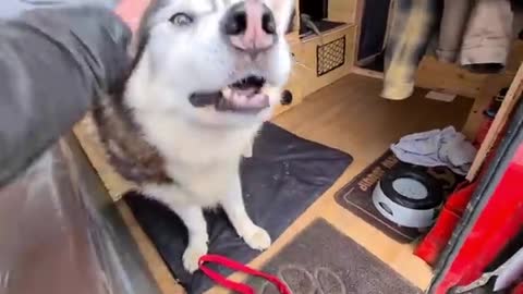 Husky Runs Away! I Told Him Off and this is How he Reacted!