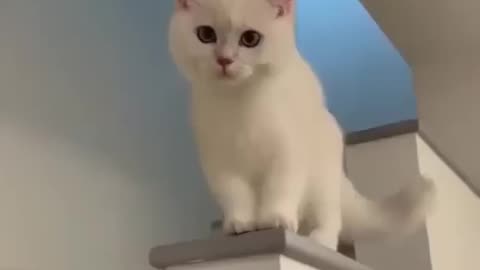 cat funny video