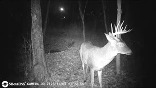 Backyard Trail Cams - Big Buck