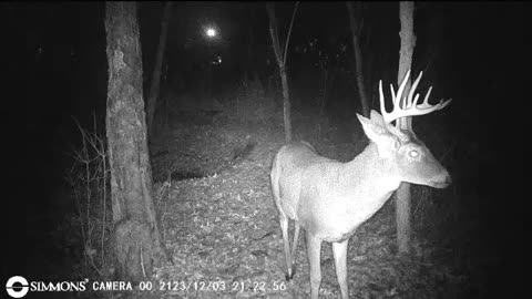 Backyard Trail Cams - Big Buck