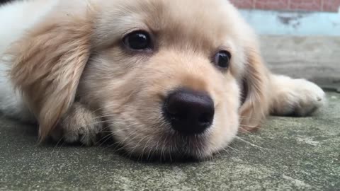 Golden retriever 2 meses