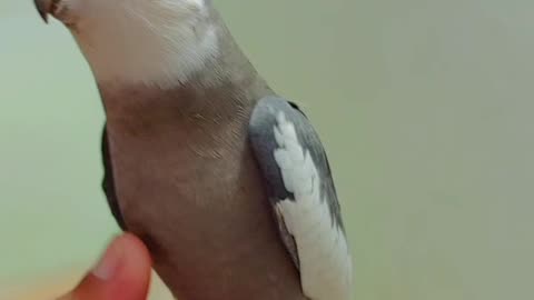 Hand tamed talking cocktail parrot