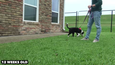 Guranteed Brian Training for Dogs - Dog Potty Training