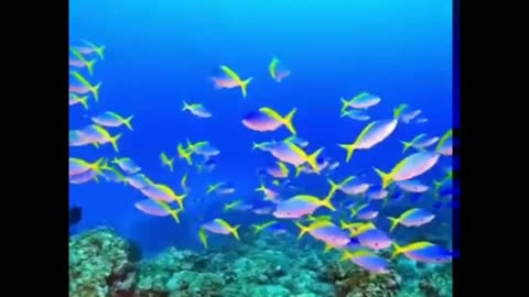 Colorful fish - Bottom of the Sea