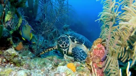 Endangered_sea_turtle_shares_meal_with_beautiful_queen_h