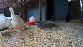 Backyard Chickens Long Chicken Coop Video Sounds Noises Hens Clucking Roosters Crowing!