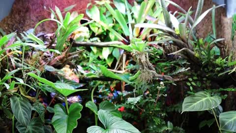 How % to % SETUP % a % DART FROG VIVARIUM