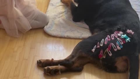 Daughter Puts Clamps on Fifi the Rottweiler Playing with Ball