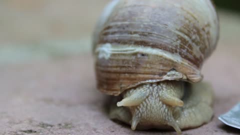 Snail Shell Crawl Nature Gastropod Crawling Slow