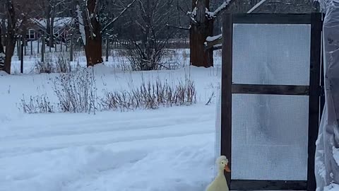 Pet Duck Is Not Impressed by Winter