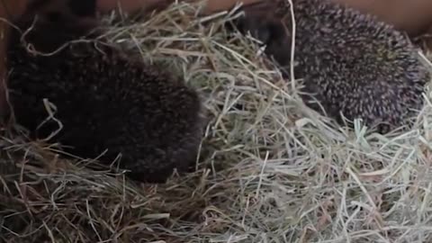 Hedgehog Hospital Run By Woman In Her Home | The Dodo